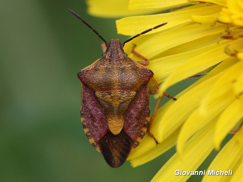 Pentatomidae:  Carpocoris purpureipennis